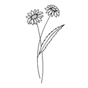 Geburtsblumen Gravuren
